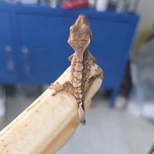 트라이 익스트림할리퀸
