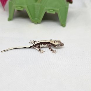 프라푸치노 아잔틱