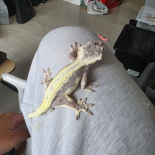 릴잔틱