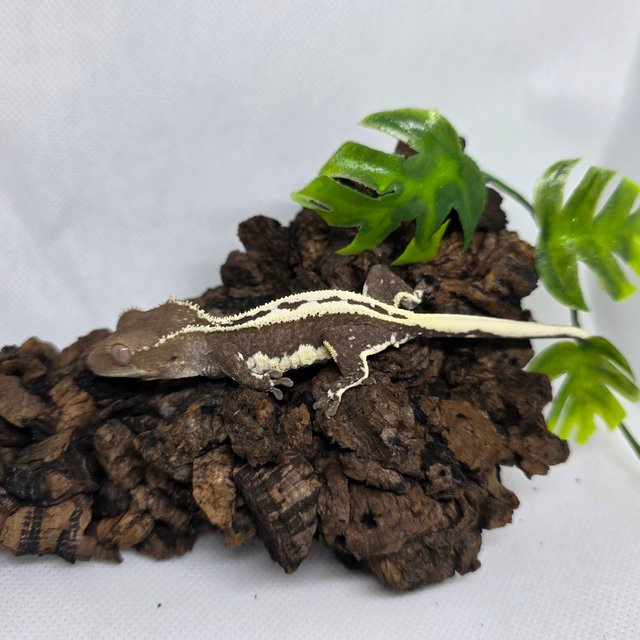 프라푸치노 아잔틱