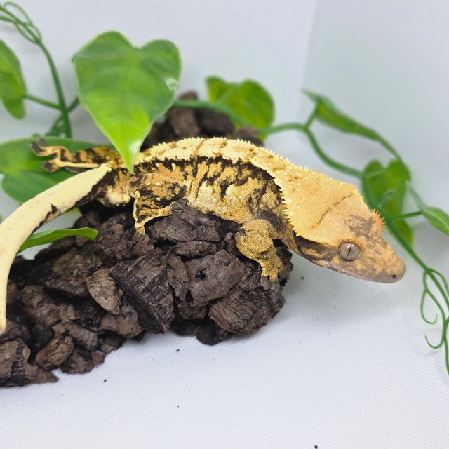 트라이 텐저린 익스트림할리퀸