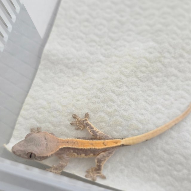 릴리 세이블 100%헷아잔틱