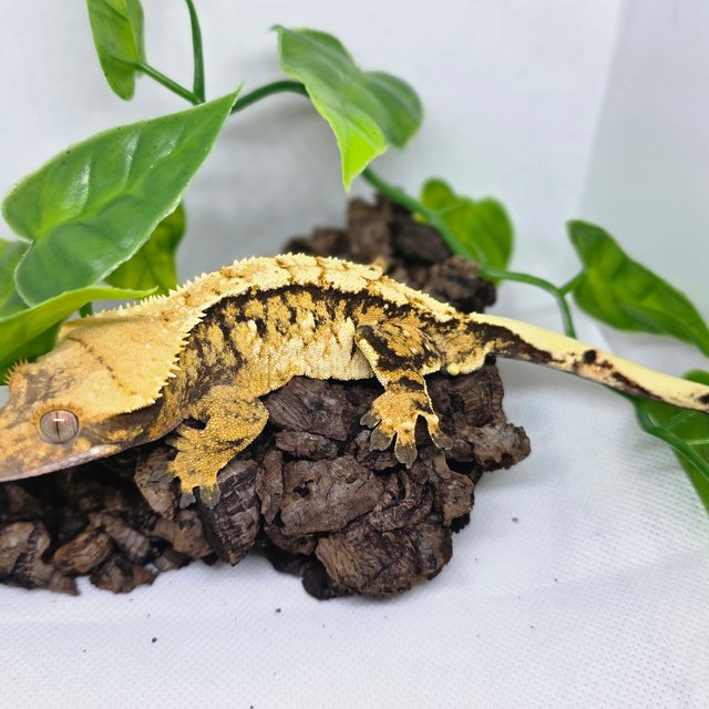 트라이 텐저린 익스트림할리퀸