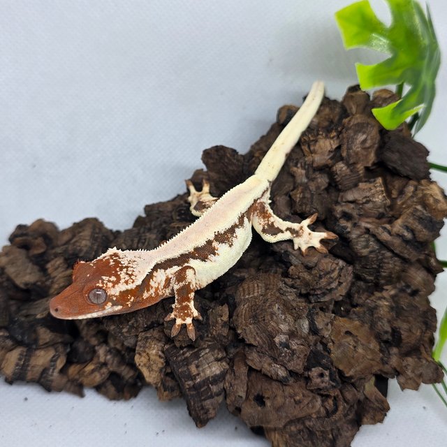 릴리 세이블 100%헷아잔틱