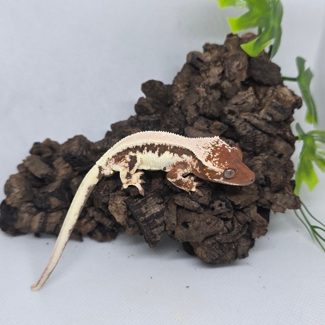 릴리 세이블 100%헷아잔틱