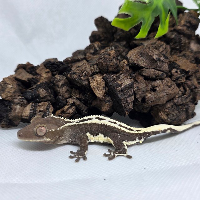 프라푸치노 아잔틱