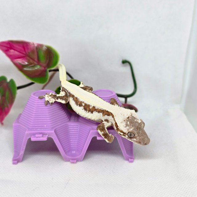 릴리 세이블 100%헷아잔틱 솔리드백