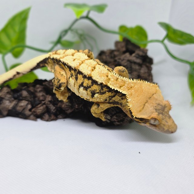 트라이 텐저린 익스트림할리퀸