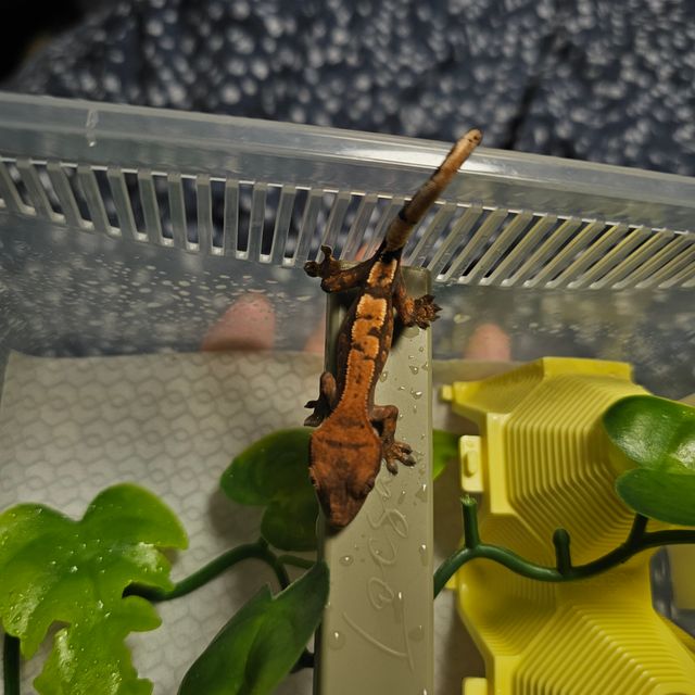 세이블