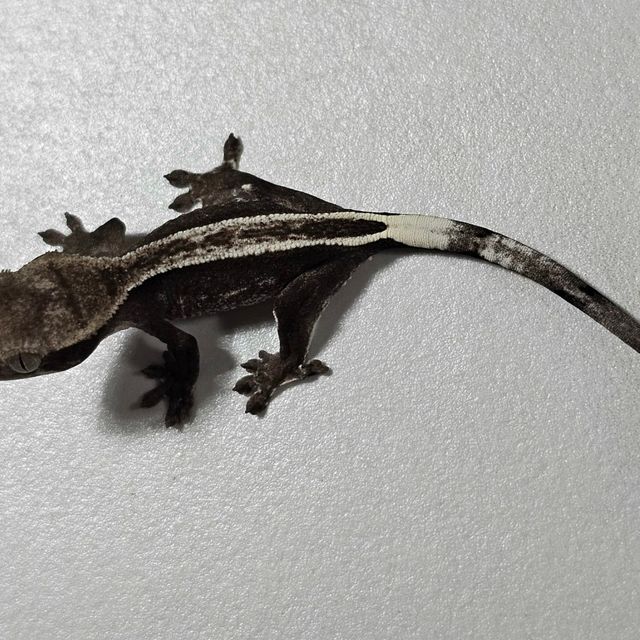 아잔틱