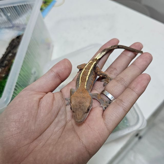 카푸치노