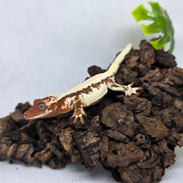 릴리 세이블 100%헷아잔틱