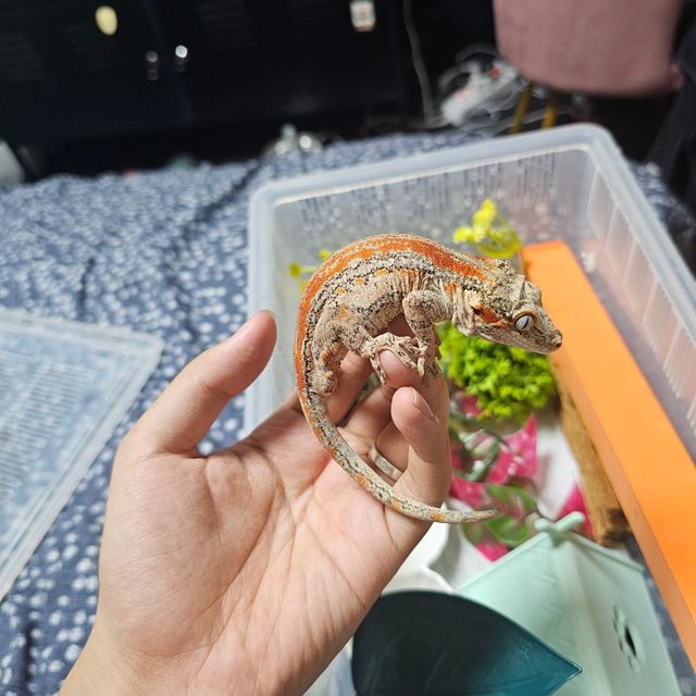 오렌지 스트라이프