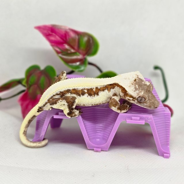 릴리 세이블 100%헷아잔틱 솔리드백