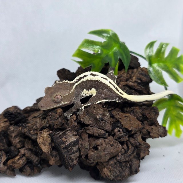 프라푸치노 아잔틱