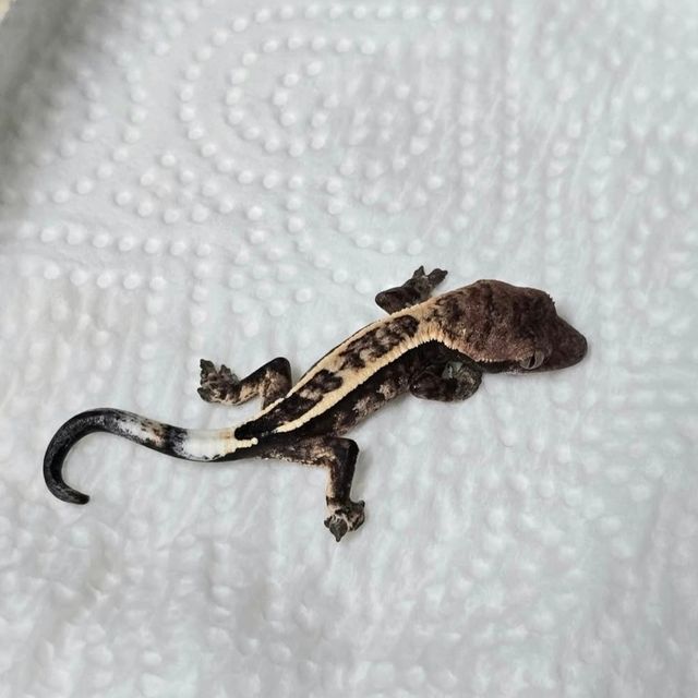 세이블