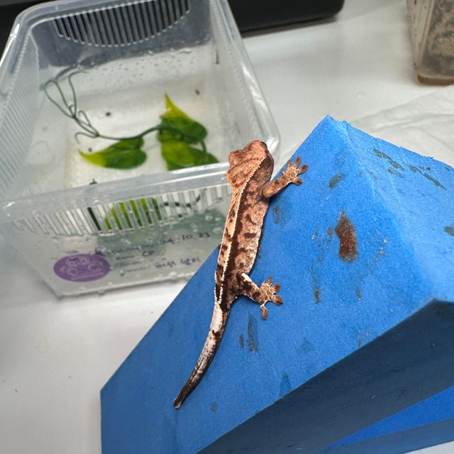 릴리화이트 트라이