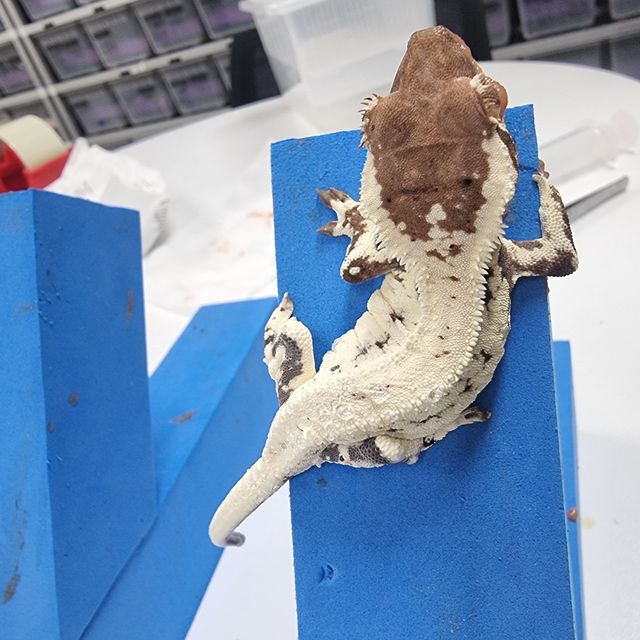 프라푸치노
