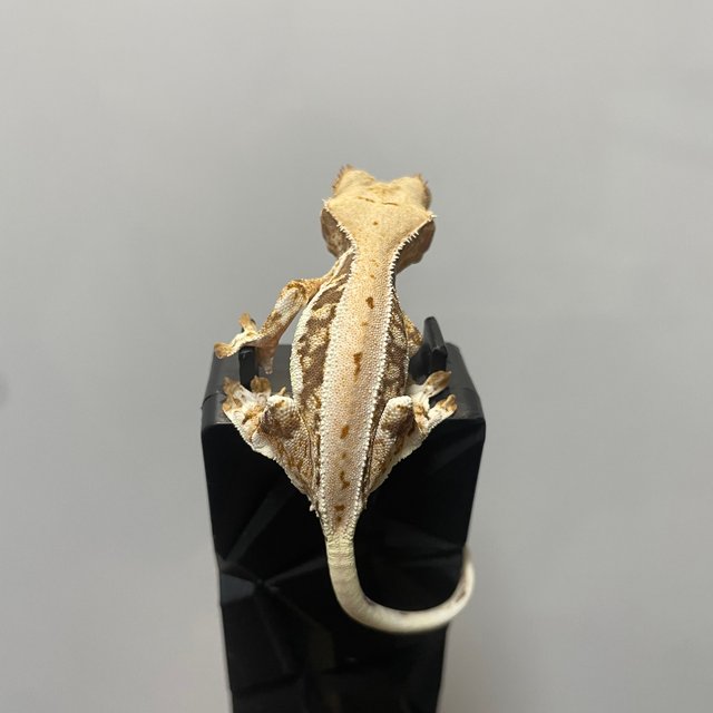 트라이 릴리화이트