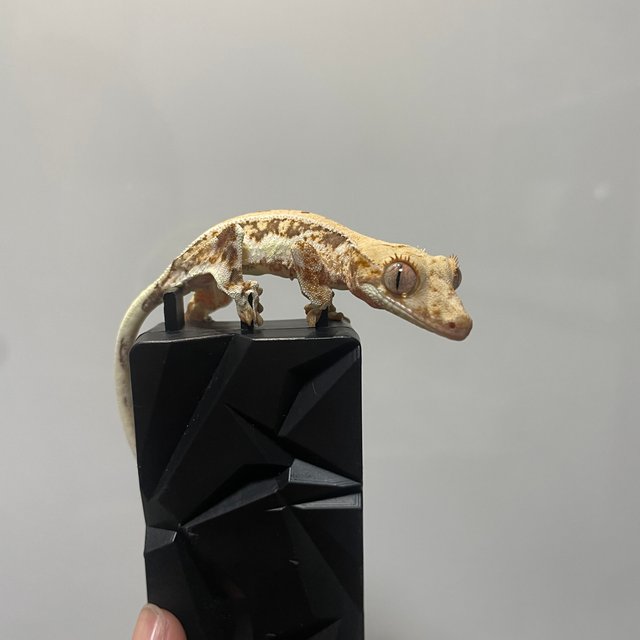 트라이 릴리화이트