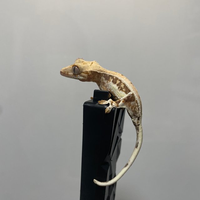 트라이 릴리화이트