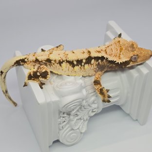 드리피 화이트스팟 트라이