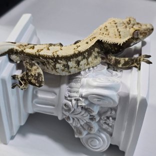 드리피 화이트스팟 트라이