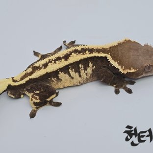 헌터♡