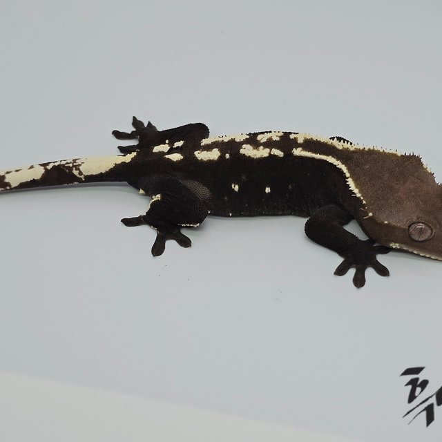 챠콜 세이블 아잔틱