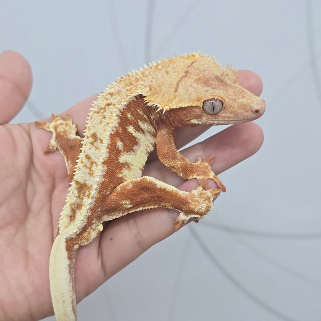 레드 릴리화이트