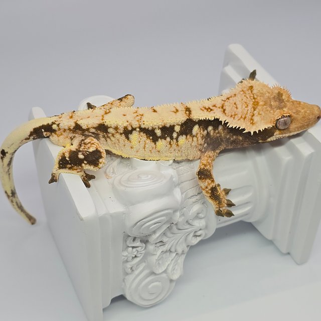 드리피 화이트스팟 트라이