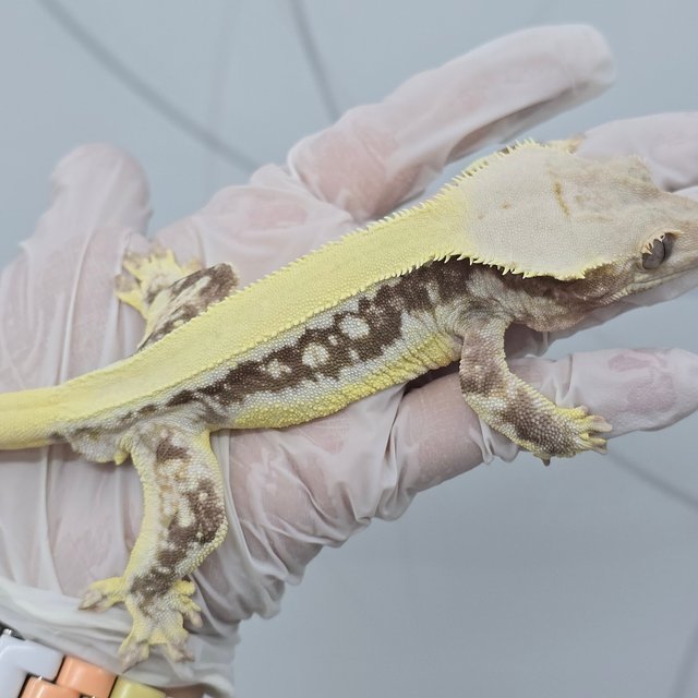 솔리드백 릴리화이트