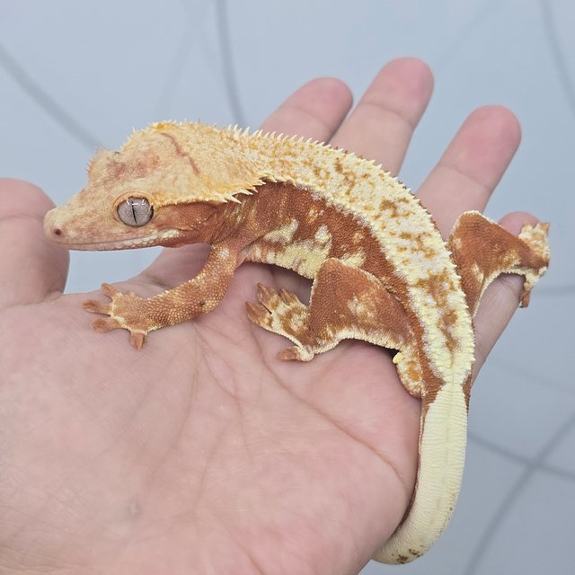 레드 릴리화이트