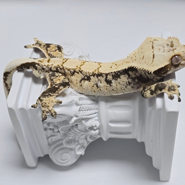 드리피 화이트스팟 트라이