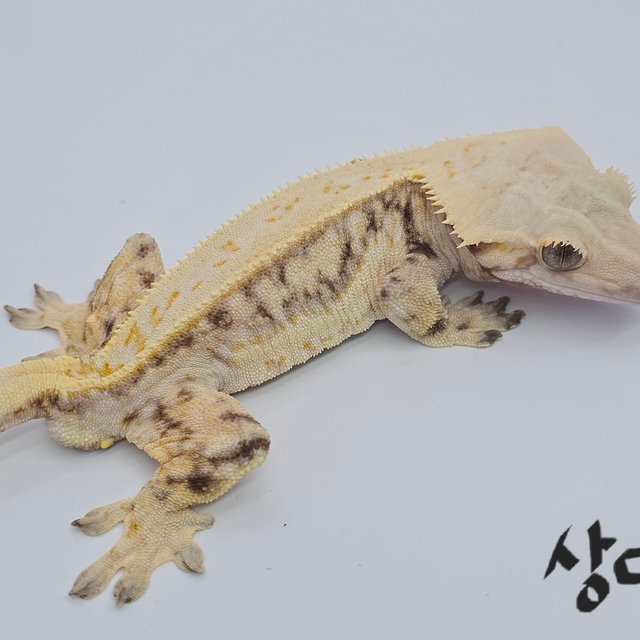 쿼드 화이트스팟 트라이