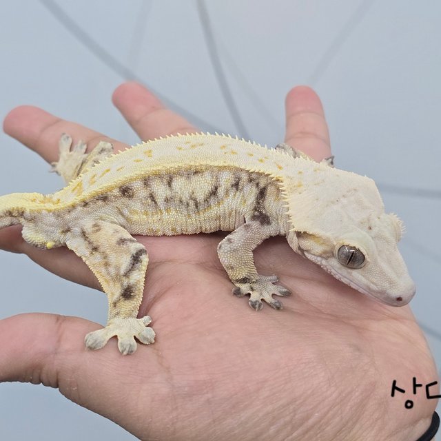 쿼드 화이트스팟 트라이