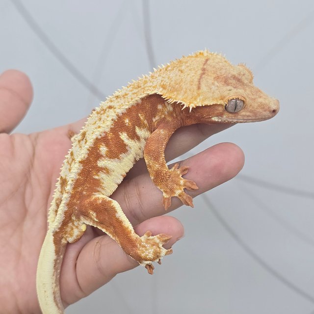 레드 릴리화이트