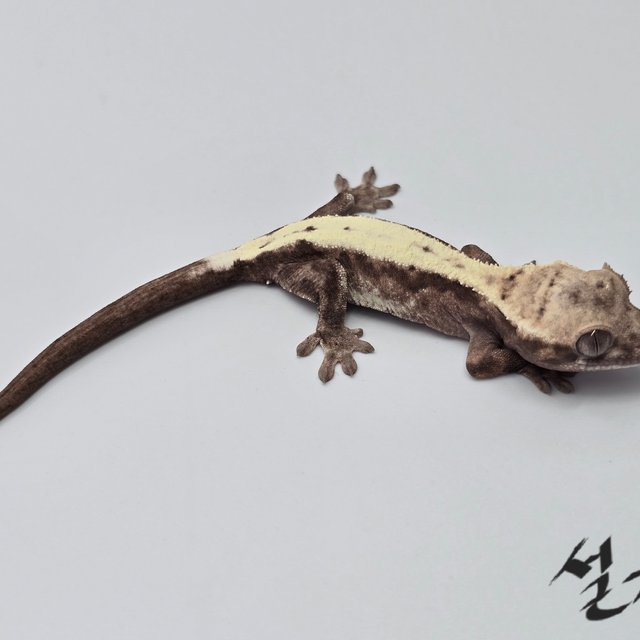 슈퍼세이블 릴리