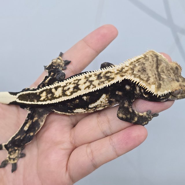 풀핀 쿼드 트라이