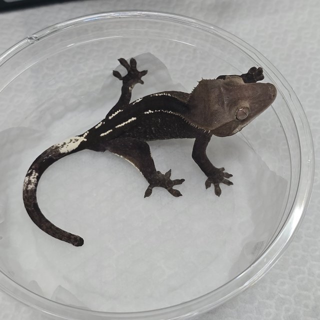 카푸치노 아잔틱