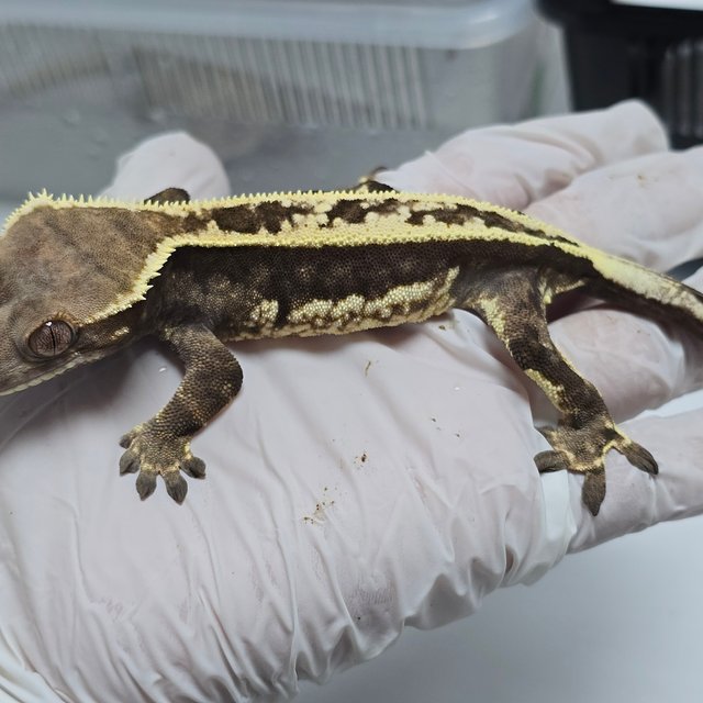 핀스트라이프 카푸치노