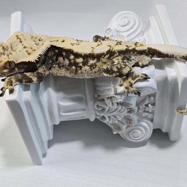 드리피 화이트스팟 트라이