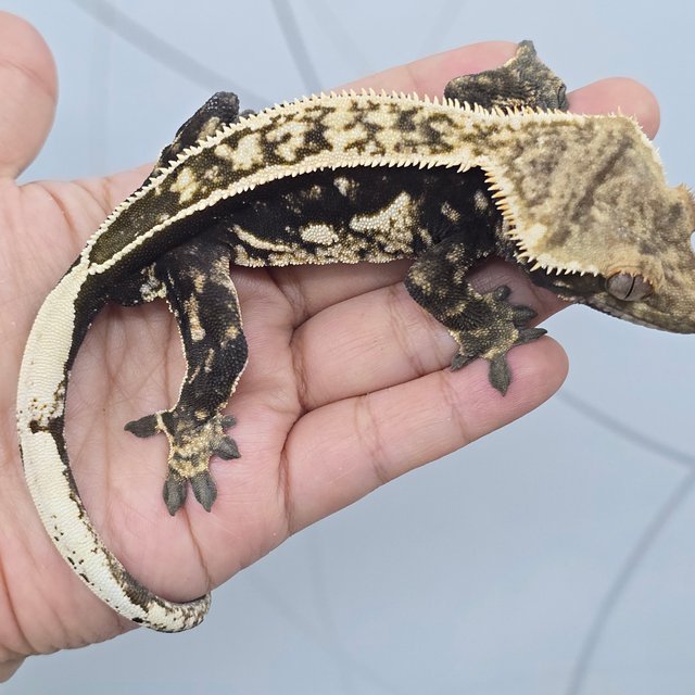 풀핀 쿼드 트라이