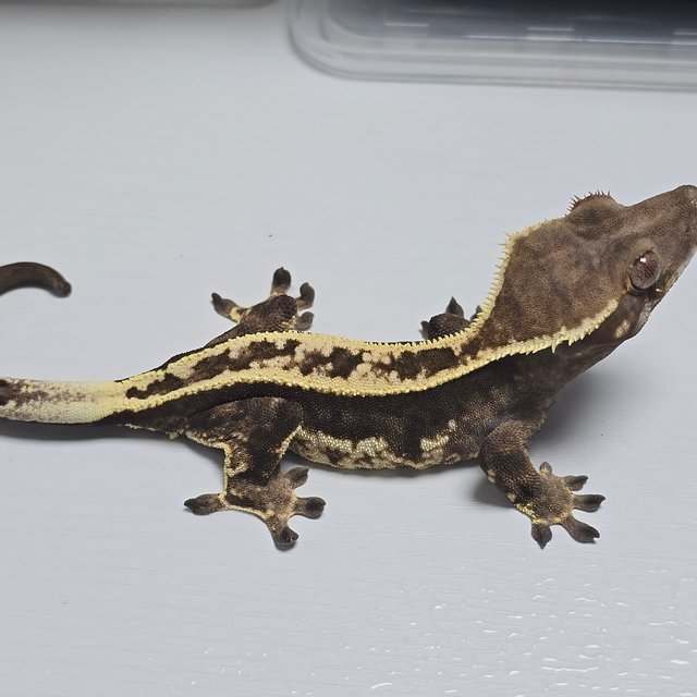 핀스트라이프 카푸치노