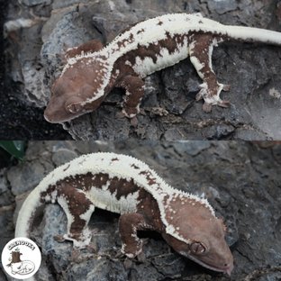 릴리 세이블 (모)