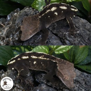 다크 세이블 100%헷아잔틱 (부)