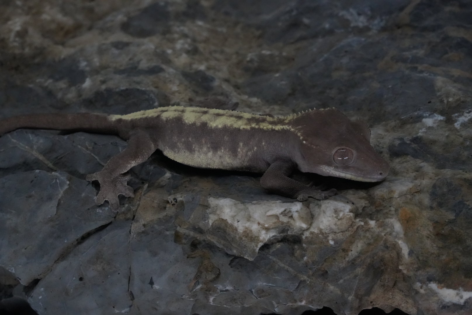 슈퍼세이블 릴리