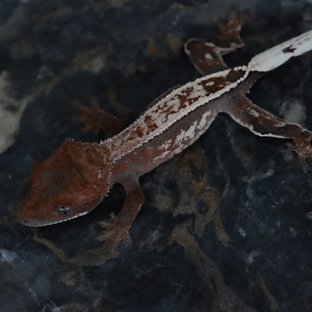 세이블 핀스트라이프 쿼드 화이트핀