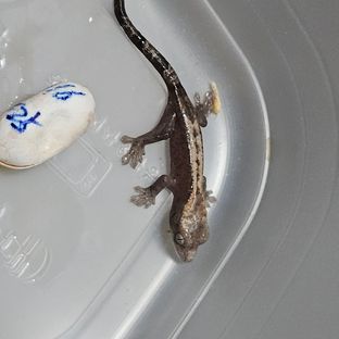 슈퍼 세이블