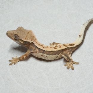 세이블 노던버지니아 바브